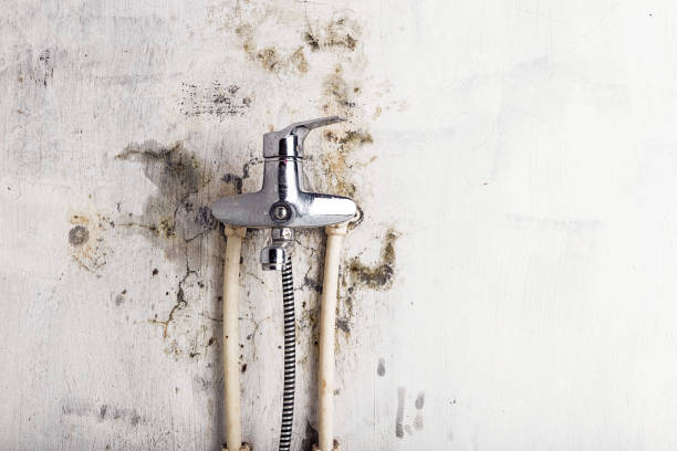 Trusted Cross Plains, TX Mold Removal Experts