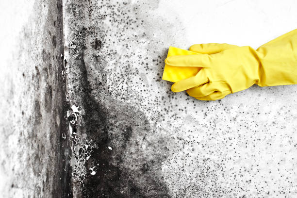 Best Crawl Space Mold Removal  in Cross Plains, TX