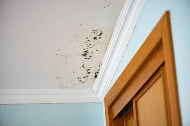 Best Water Damage Restoration  in Cross Plains, TX
