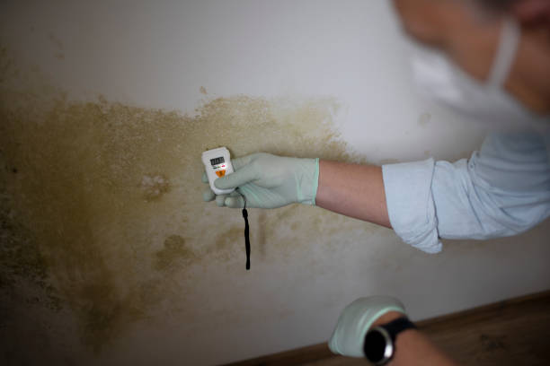 Best Mold Damage Repair  in Cross Plains, TX