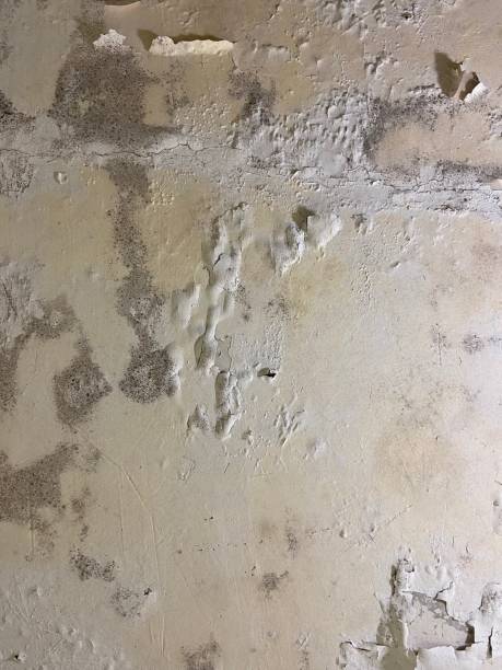 Best Affordable Mold Removal  in Cross Plains, TX