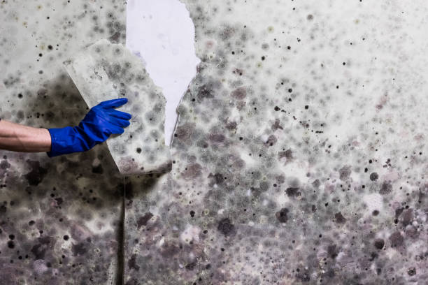 Best Emergency Mold Removal  in Cross Plains, TX