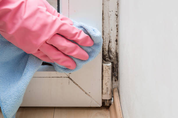 Best Mold Testing  in Cross Plains, TX