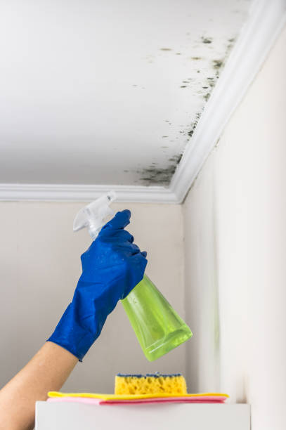 Best Mold Remediation Services  in Cross Plains, TX