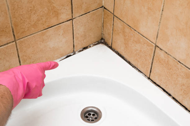 Office Mold Removal Services in Cross Plains, TX