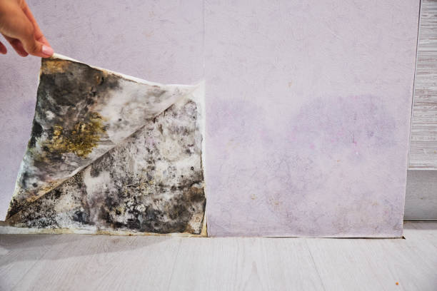Reliable Cross Plains, TX Mold Removal Solutions